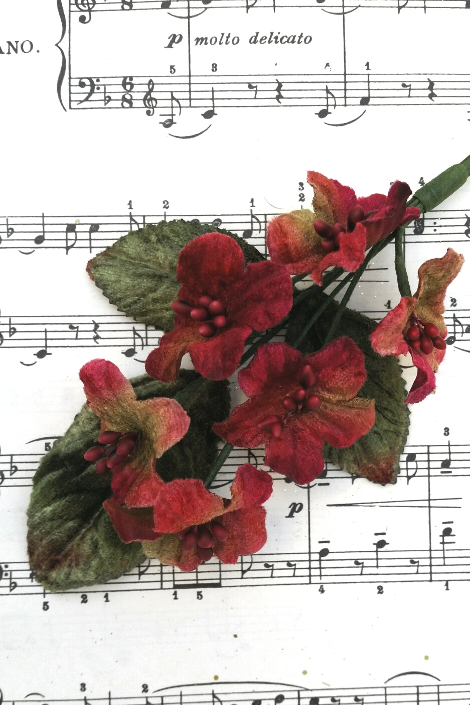 Primrose Posy. Burgundy