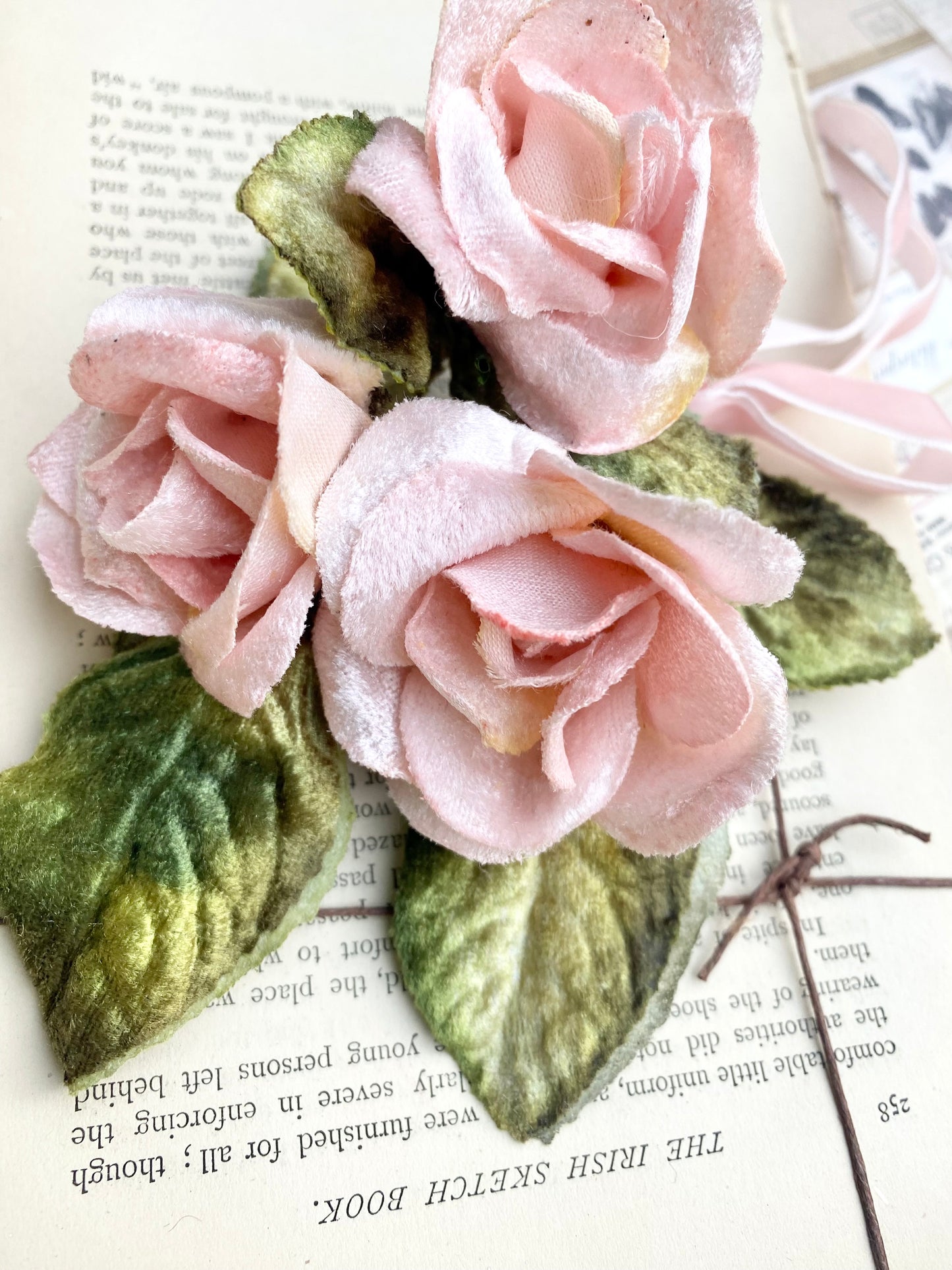 Velvet rose. Pink