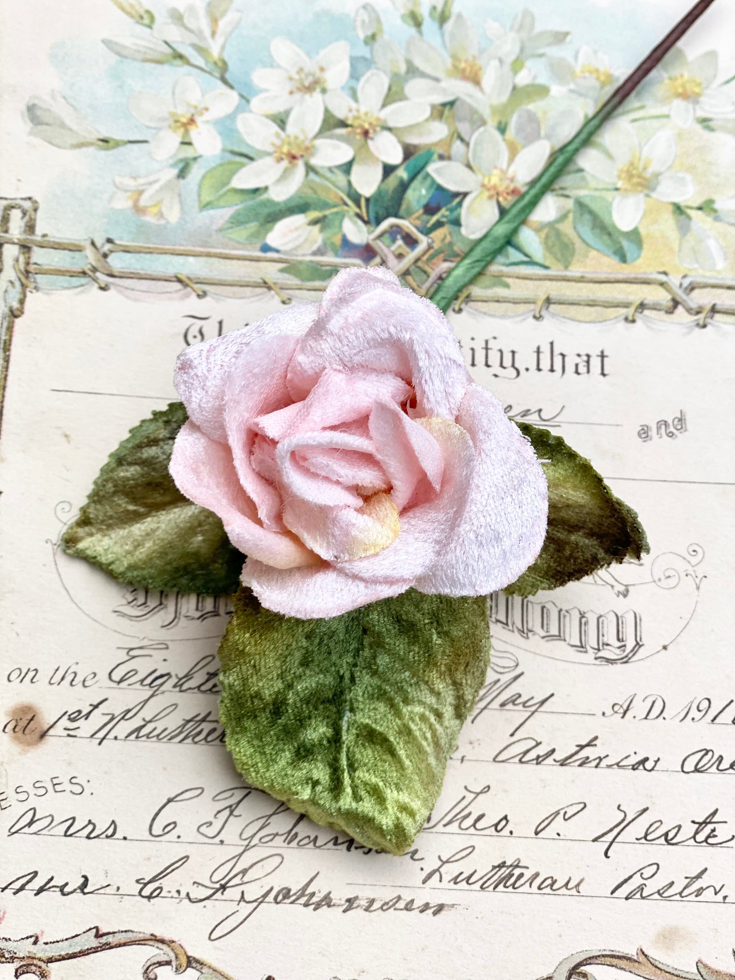 Velvet rose. Pink