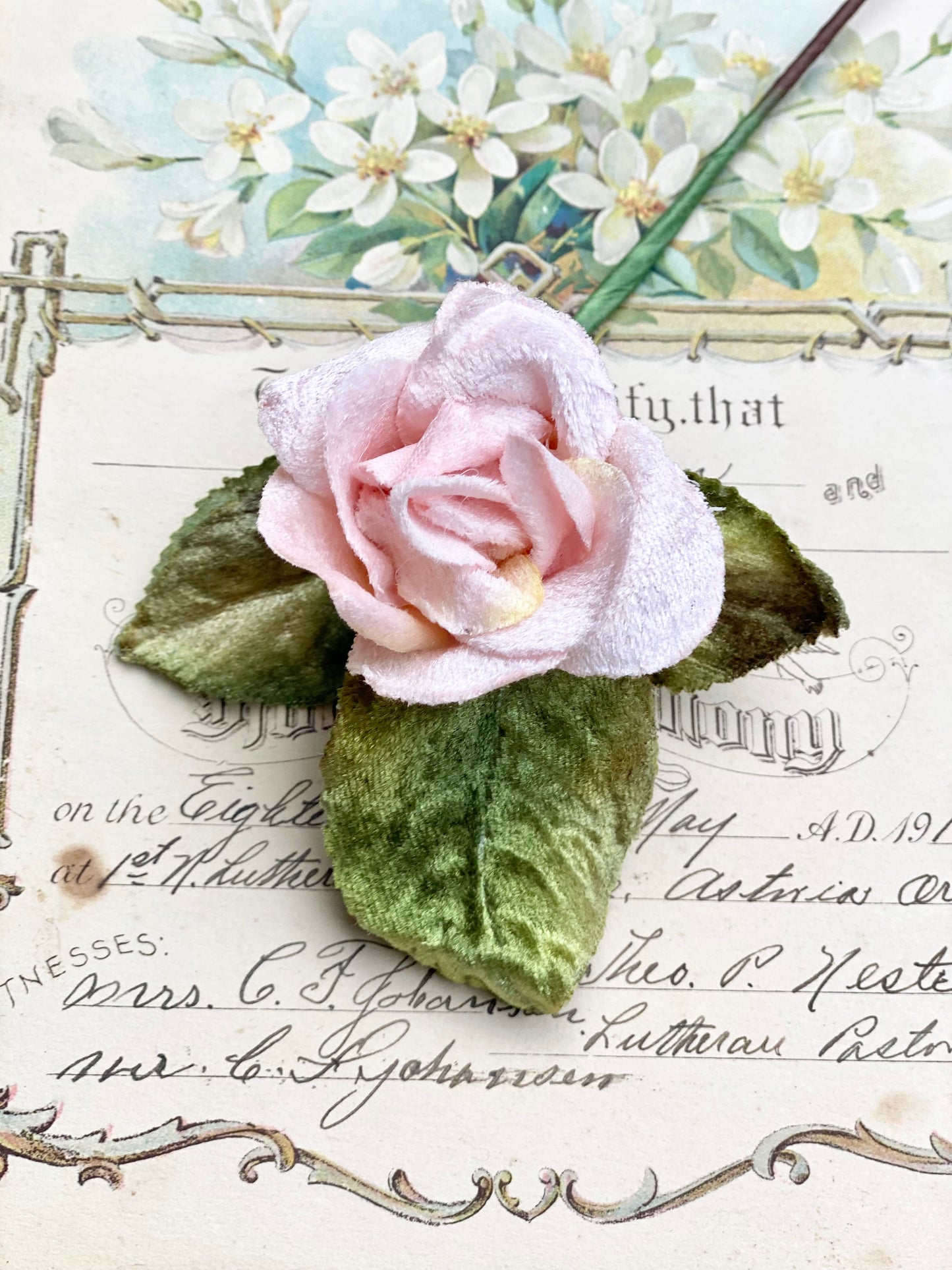 Velvet rose. Pink