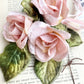 Velvet rose. Pink