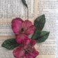 velvet pansy. burgundy.