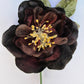 Velvet camellia . Blackberry