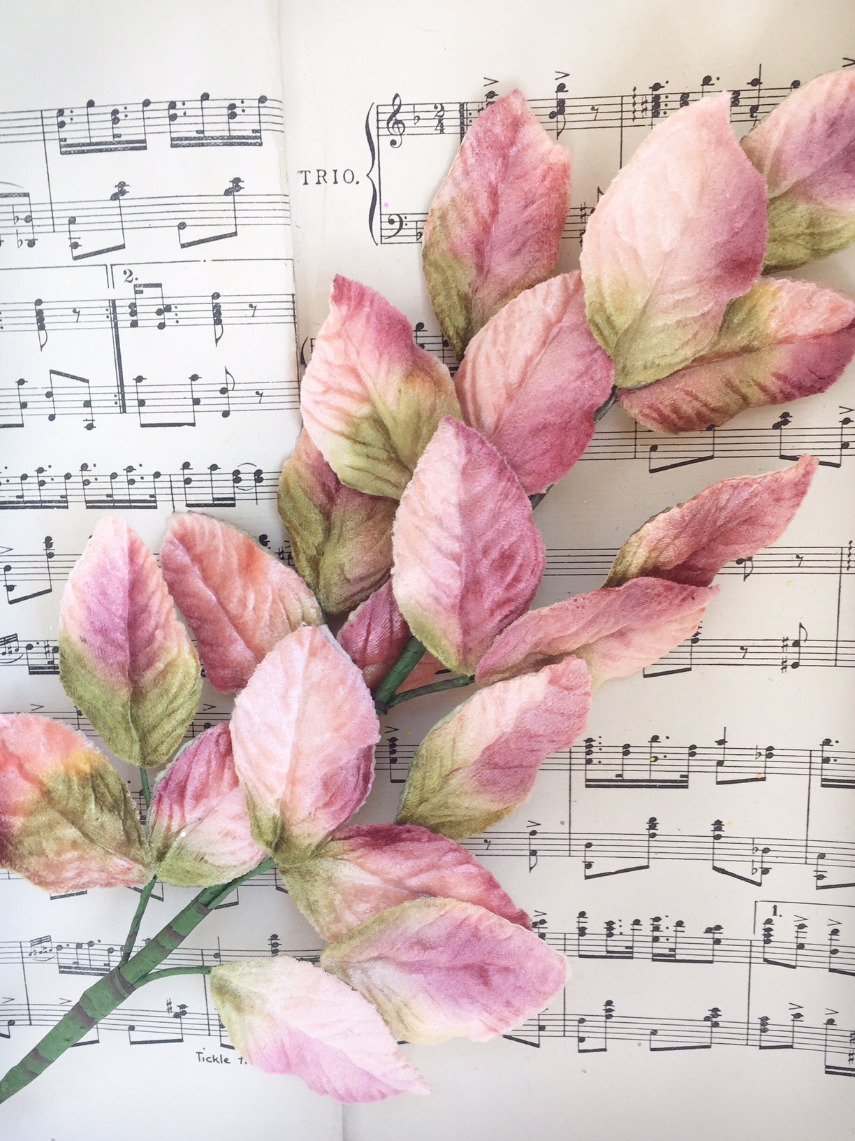 coral pink velvet leaf stem