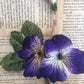 velvet pansy. violet