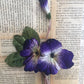 velvet pansy. violet