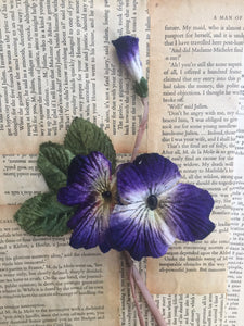 velvet pansy. violet