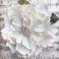 Cabbage Rose.  Cream