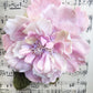 CABBAGE ROSE  Dusty Pink