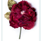 CABBAGE ROSE CHERRY