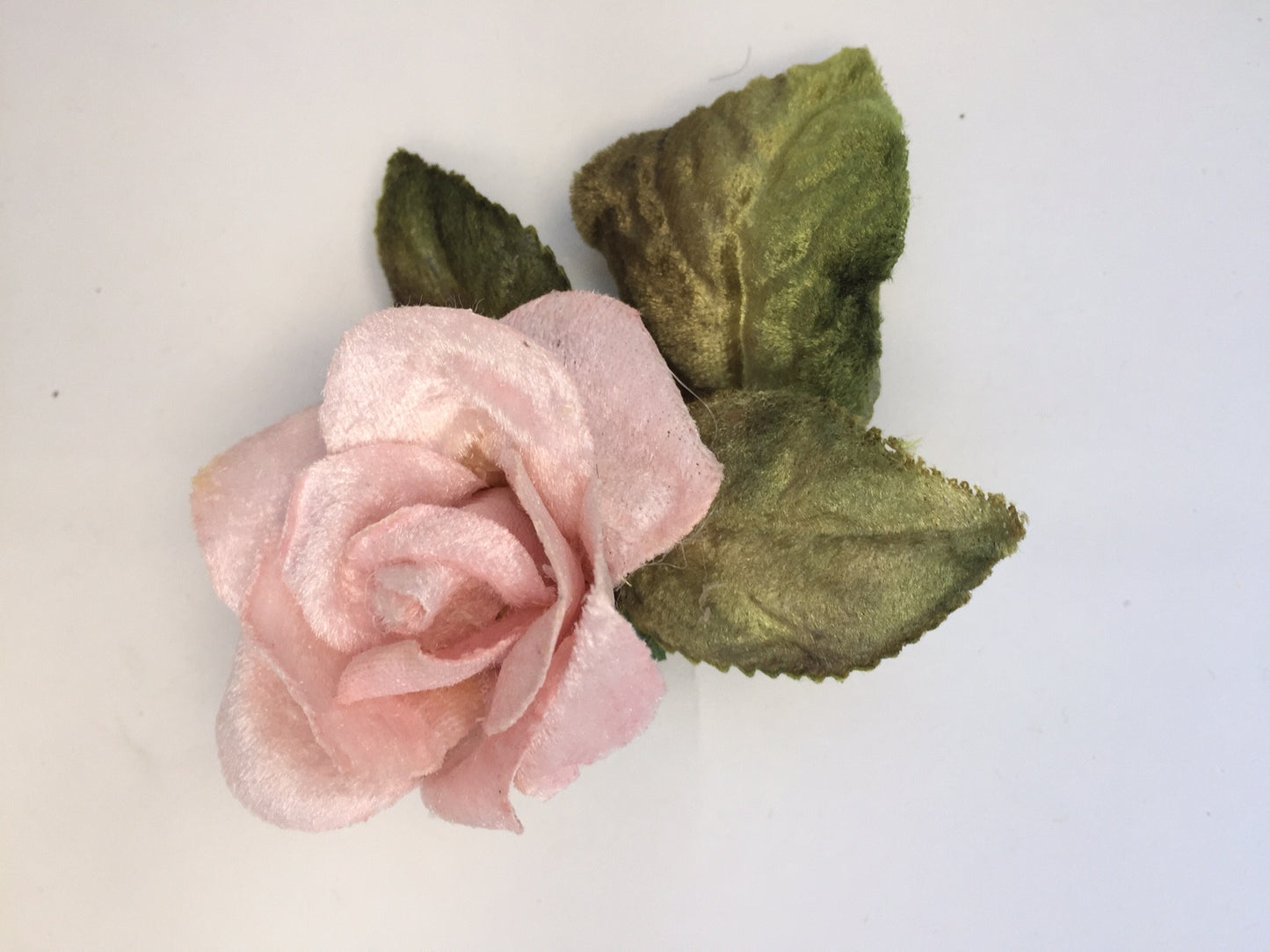 velvet rose. small velvet rose.